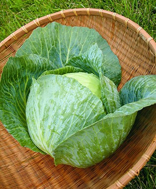 Bonnie Hybrid Cabbage